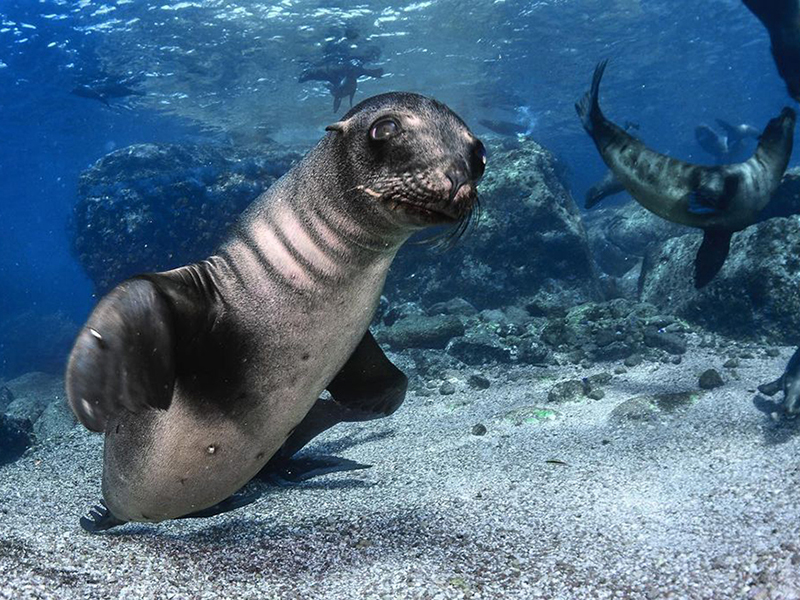Juvenile sea lions cavort in the waters of Isla Cerralvo. Juvenile sea lions cavort in the waters of Isla Cerralvo.