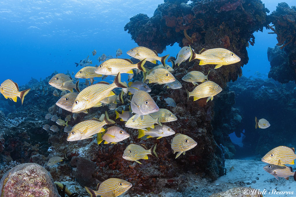 Dive Paradise visits a variety of mid-island reefs such as Yucab, where steady currents promote healthy marine life. Dive Paradise visits a variety of mid-island reefs such as Yucab, where steady currents promote healthy marine life.