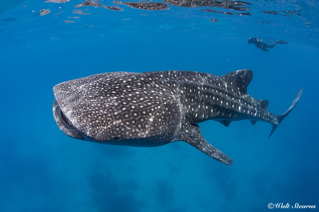Whale Shark
