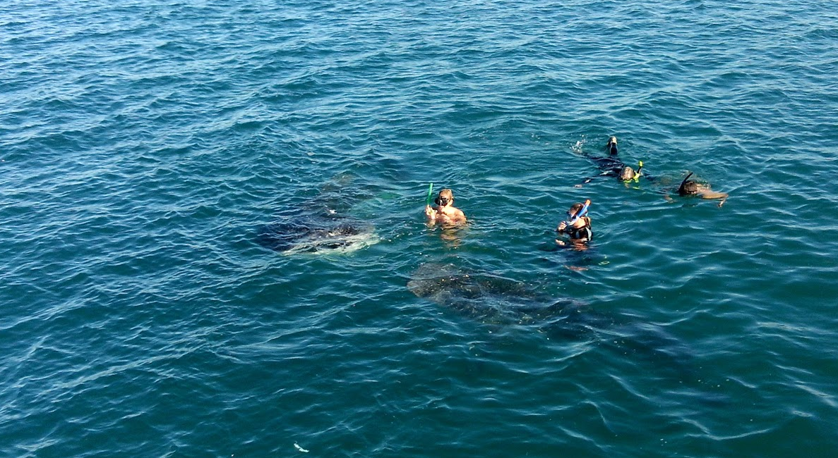 Snorkeling in Baja, Mexico Snorkeling in Baja, Mexico
