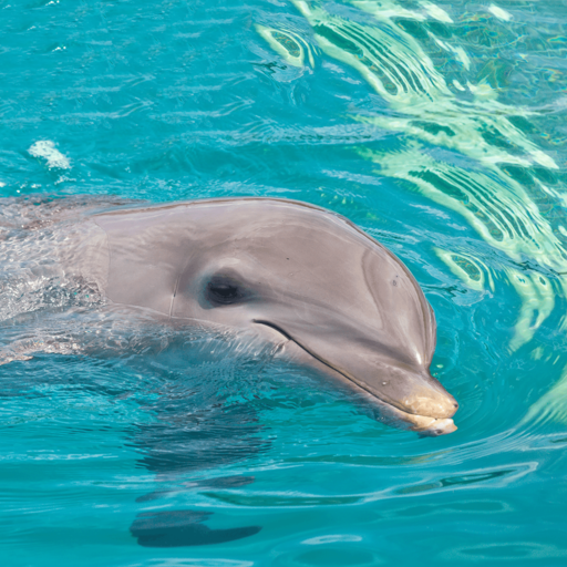 Animal Encounters in St. Lucia