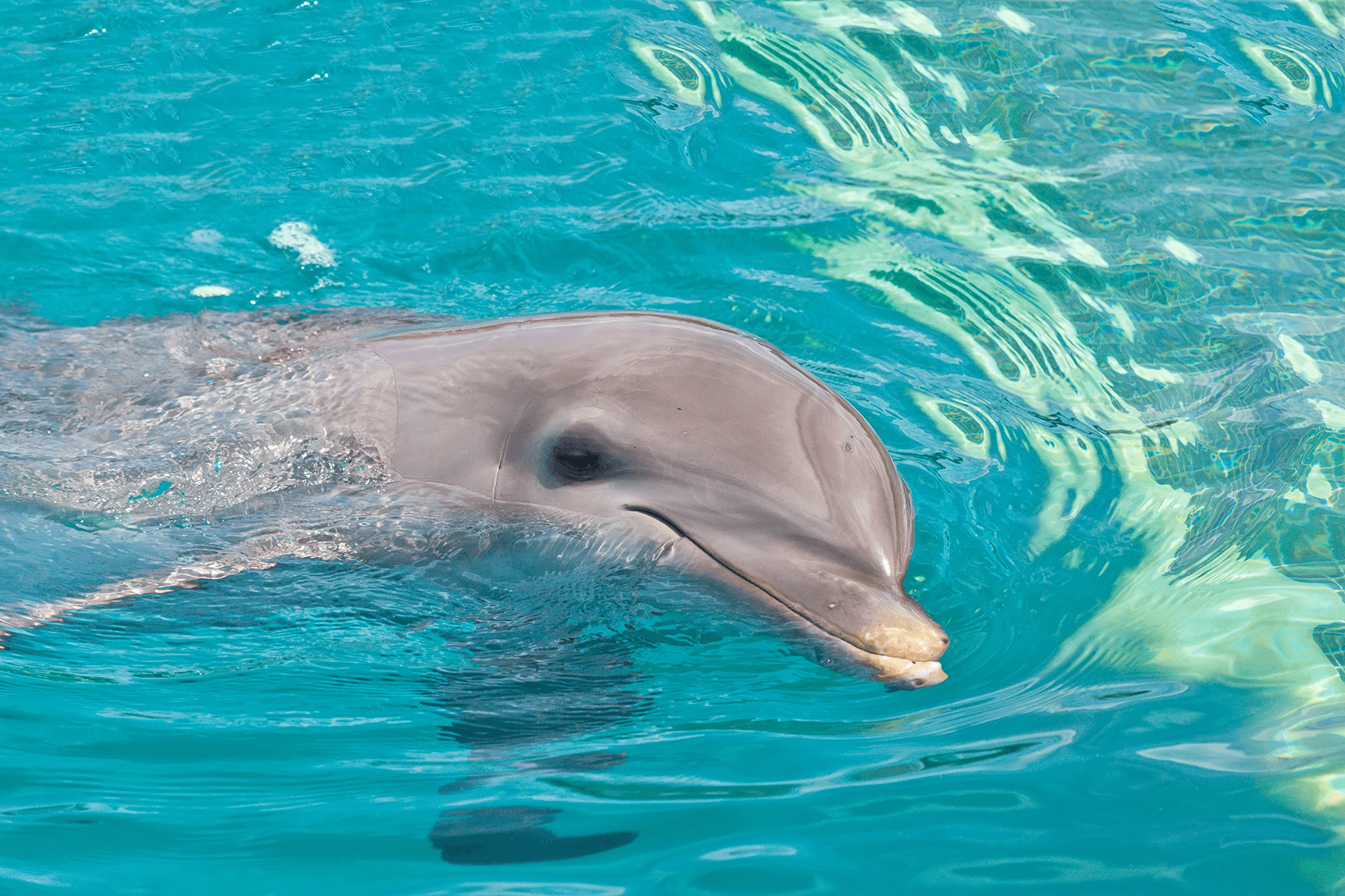 Animal Encounters in St. Lucia Animal Encounters in St. Lucia